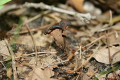 Craterellus fallax