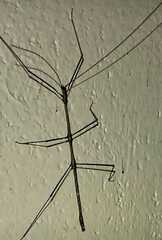 Diapheromera femorata