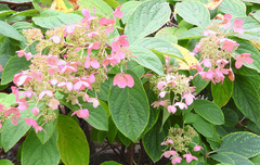 Hydrangea paniculata