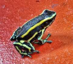 Dendrobates truncatus