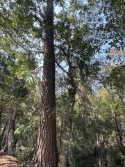 Quercus laurifolia