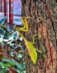 Stagmatoptera septentrionalis