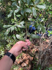 Quercus laurifolia