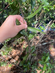 Quercus laurifolia