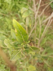 Solanum chenopodioides