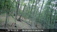 Odocoileus virginianus