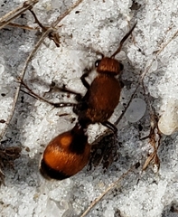 Dasymutilla bioculata