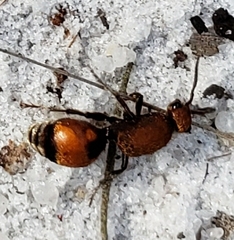 Dasymutilla bioculata