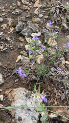 Polemoniaceae