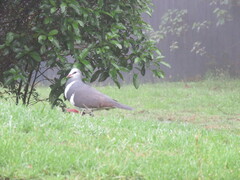 Leucosarcia melanoleuca