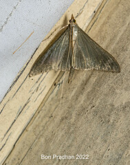 Neadeloides glaucoptera