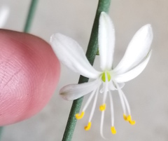 Chlorophytum comosum