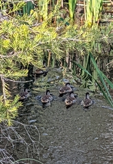 Malacorhynchus membranaceus