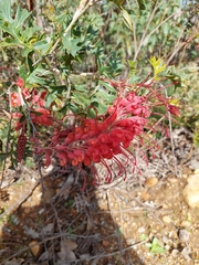 Grevillea bipinnatifida