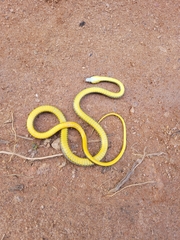 Echinanthera cephalostriata