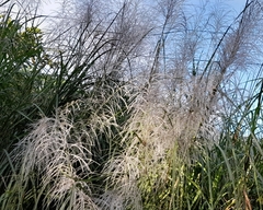 Saccharum spontaneum