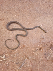 Echinanthera cephalostriata