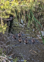 Malacorhynchus membranaceus