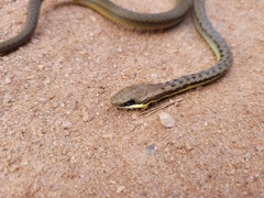 Echinanthera cephalostriata