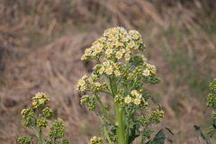 Senecio bonariensis