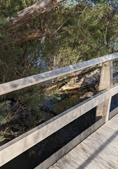 Malacorhynchus membranaceus