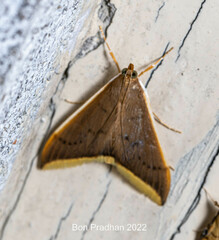 Pyraustinae