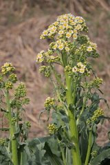 Senecio bonariensis
