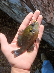 Lepomis miniatus