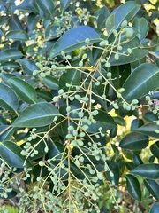 Ligustrum