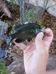 Lepomis miniatus