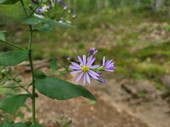 Symphyotrichum undulatum