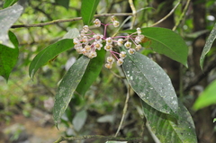 Ardisia opegrapha