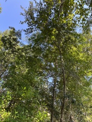Quercus laurifolia