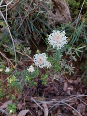 Pimelea spectabilis