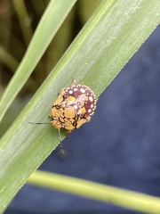 Chinavia marginata