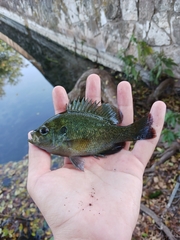 Lepomis miniatus