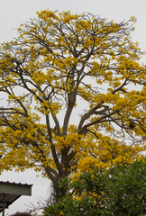 Handroanthus umbellatus