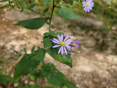 Symphyotrichum undulatum