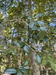 Quercus laurifolia