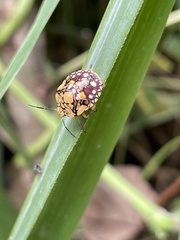 Chinavia marginata