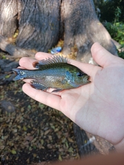 Lepomis miniatus