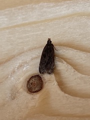 Dichomeris juncidella