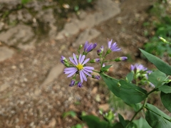 Symphyotrichum undulatum