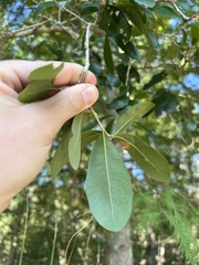 Quercus laurifolia