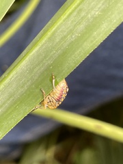 Chinavia marginata