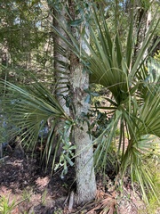 Quercus laurifolia