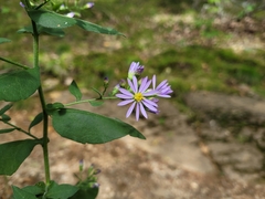 Symphyotrichum undulatum
