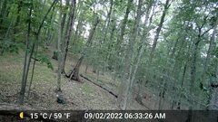 Odocoileus virginianus