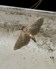 Herpetogramma sphingealis
