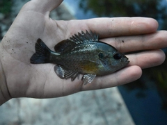 Lepomis miniatus